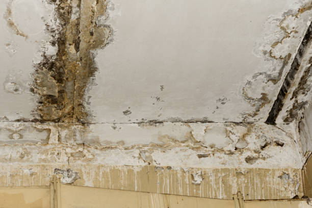 Why You Should Choose Our Mold Remediation Services in Highlandville, MO